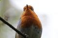 A Robin singing in a tree in the forest Royalty Free Stock Photo