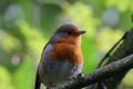 A Robin singing in a tree in the forest Royalty Free Stock Photo