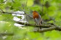 Robin singing in a tree on a spring day Royalty Free Stock Photo