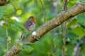Robin singing in a tree on a spring day Royalty Free Stock Photo