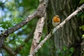 Robin singing in a tree on a spring day Royalty Free Stock Photo