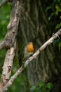 Robin singing in a tree on a spring day Royalty Free Stock Photo