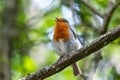 Robin singing in a tree on a spring day Royalty Free Stock Photo