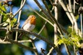 Robin singing in a tree on a sunny spring morning Royalty Free Stock Photo