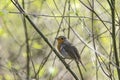 Robin sittiing on a twig Royalty Free Stock Photo