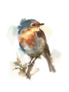 Robin sitting on a branch, children`s illustration Royalty Free Stock Photo