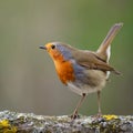 A robin sitting on a branch Royalty Free Stock Photo