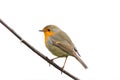 Robin sitting on a branch on white isolated background