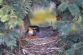 Robin sitting on nest