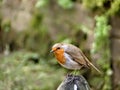 Robin on a rock Royalty Free Stock Photo