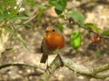 Robin is sitting on strong grey branch in park.