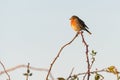 A robin is sitting in the sunshine on top of a thorny branch