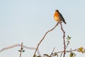 A robin is sitting in the sunshine on top of a thorny branch