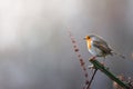 Robin sitting on a thorny branch Royalty Free Stock Photo