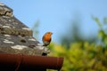 A small red chested bird, a Robin, sits on a tiled roof looking right Royalty Free Stock Photo