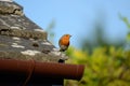 A small red chested bird, a Robin, sitts on a tiled roof Royalty Free Stock Photo