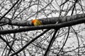 Robin sitting on tree branches Royalty Free Stock Photo