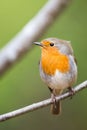 Robin Sitting On a Twig very detailed portrait