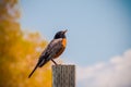 A Robin Sitting on a Wooden Post