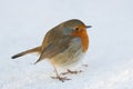 Robin in snow Royalty Free Stock Photo