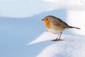 Robin on Snow