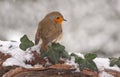 Robin in snow Royalty Free Stock Photo