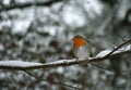 Robin on snow covered tree branch , snowy forest