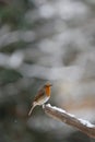 Robin with snow falling. Royalty Free Stock Photo