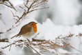 Robin in the snow Royalty Free Stock Photo