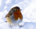 Robin in snow. Royalty Free Stock Photo