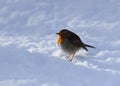 Robin in snow. Royalty Free Stock Photo