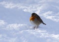 Robin in snow. Royalty Free Stock Photo