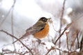 Robin in Snowfall Royalty Free Stock Photo