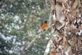 Robin on a Snowy Birch Limb II