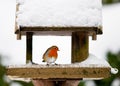 Robin at a snowy bird feeder in winter Royalty Free Stock Photo