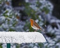 Robin on snowy feeder Royalty Free Stock Photo