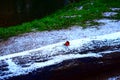 robin on a snowy piece of wood Royalty Free Stock Photo