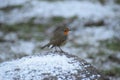 robin on a snowy rock Royalty Free Stock Photo