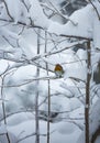 Robin on a snowy tree