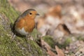 A robin on Southampton Common