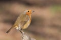 A robin on Southampton Common