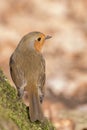 A robin on Southampton Common