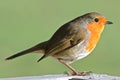 A robin on Southampton Common