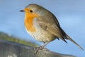 A robin on Southampton Common