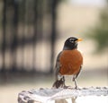 Robin in Spring