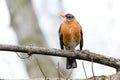 Robin in the Spring in Southwestern Ontario