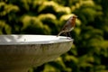 Robin standing on birdbath