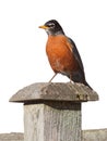 Robin Standing on a Fence Post