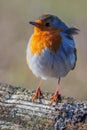 Robin standing on a log in the autumn sunshine