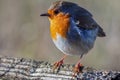 Robin standing on a log in the autumn sunshine